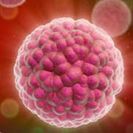 O axente causante do papiloma humano