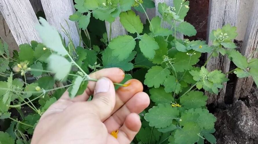 zume de herba de celidonia para eliminar papilomas